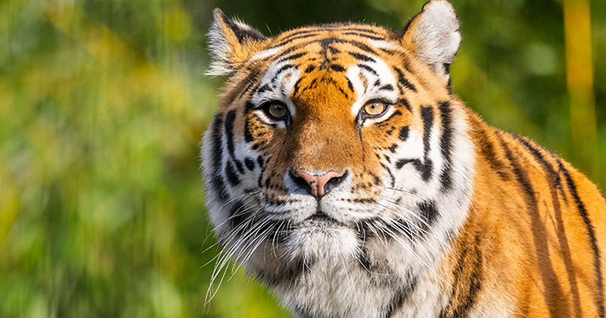 titelbild_investment_safari_v1